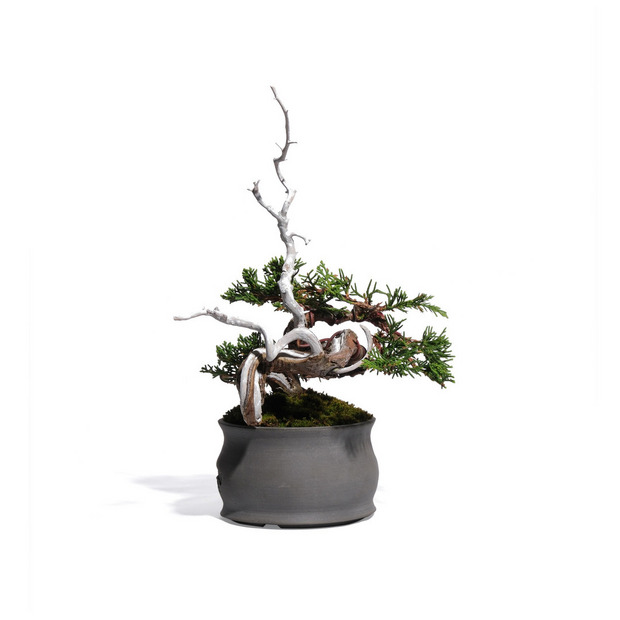真柏 -半懸崖- (推定樹齢20年) 詳細画像